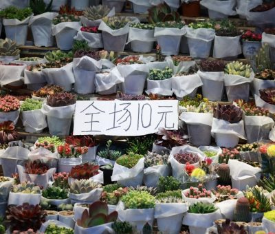 Abundant succulent plants on display at a market stall with a price sign, perfect for gardening enthusiasts.